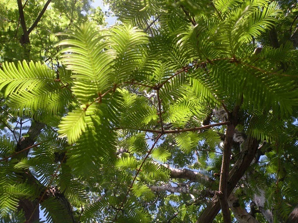DSCN6100 - Rs[.JPG