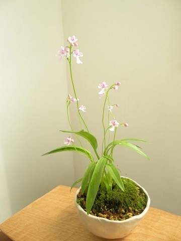 DSCN6129 - Rs[.JPG