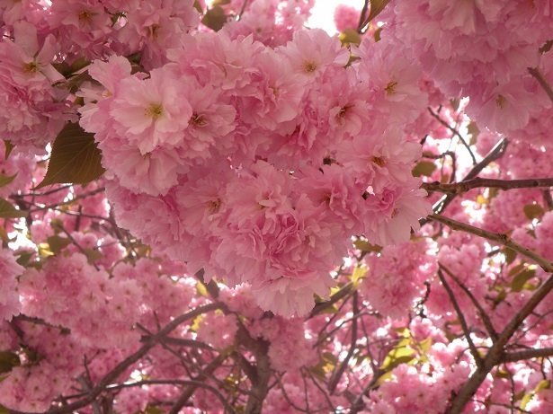 yamesakura.JPG